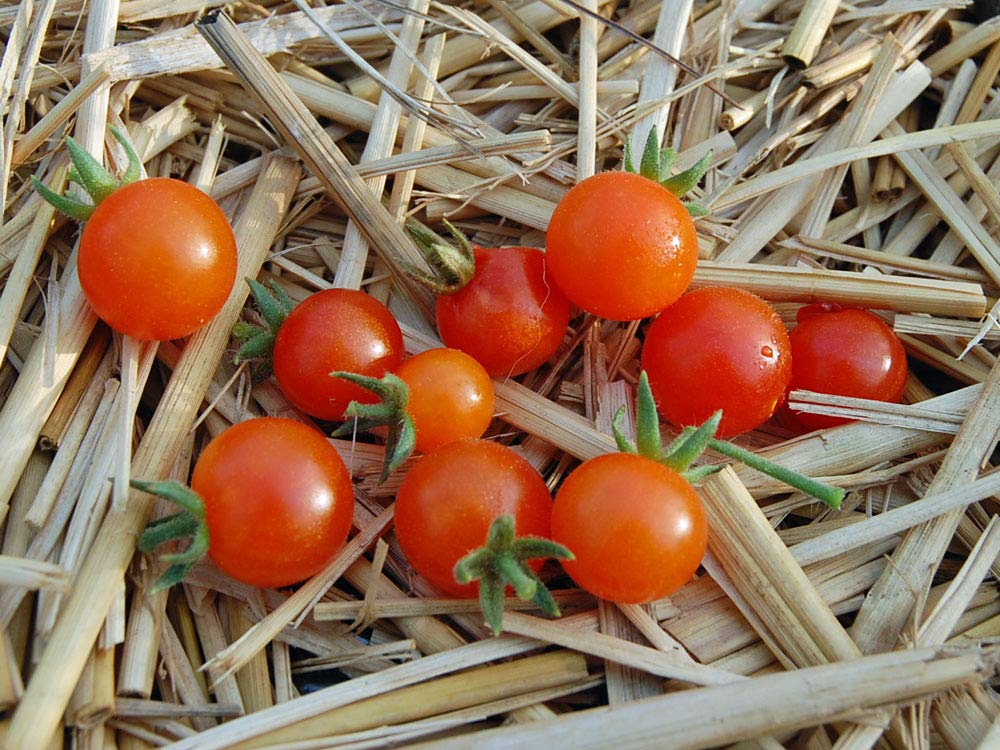 Tomatoさま専用 Tomato Orkado F1 : seeds